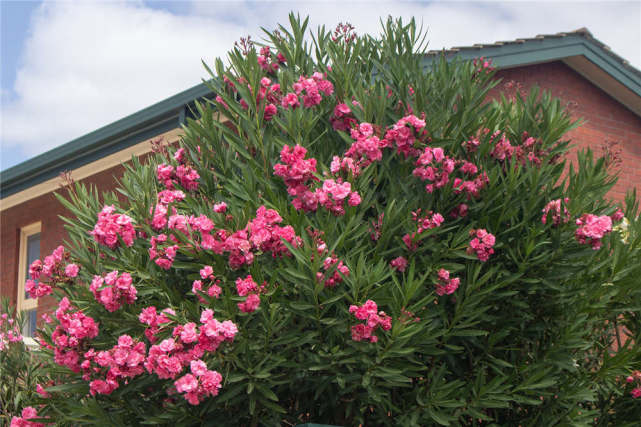 女孩嘴含夾竹桃拍照后中毒送醫(yī)上熱搜！！病從口入絕不是玩笑話